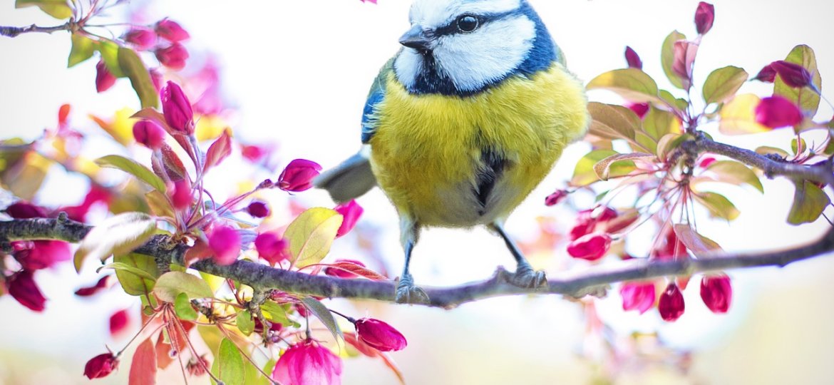 spring-bird-2295434_1280