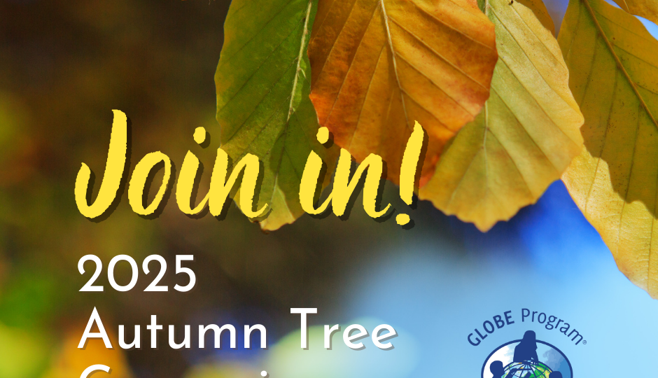 2025 Autumn Tree Campaign_FB