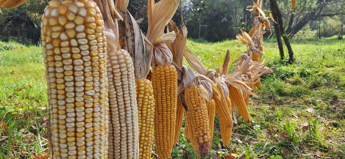 a979a2a6-8eaf-4bb8-90ff-03b67408d48e