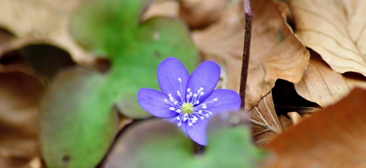 hanslinde-first-of-all-liverworts-2156787
