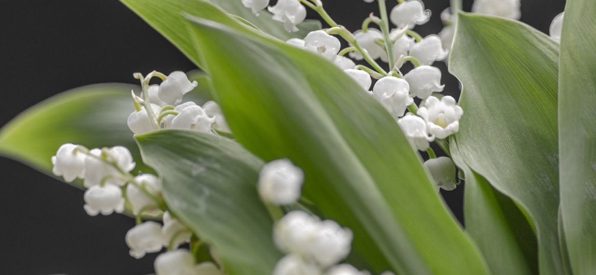 barskefranck-may-lily-5124927