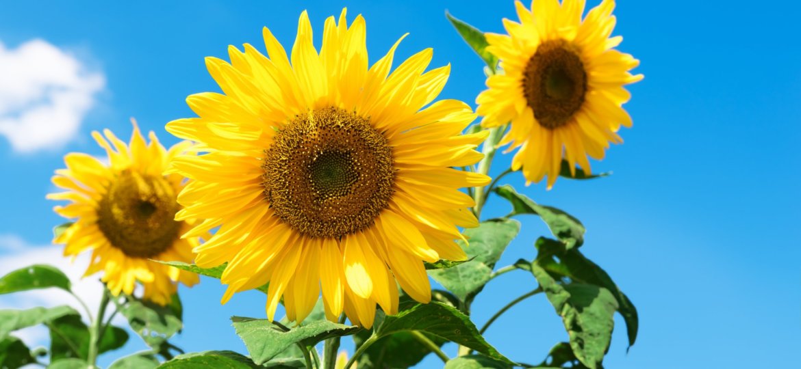 dldusdn-sunflower-2804712
